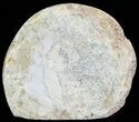 Cut and Polished Lower Jurassic Ammonite - England #62551-1